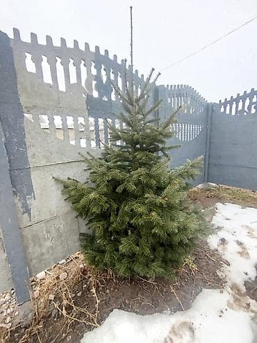 б у часы: Ёлки на продажу цена договорная шесть штук одна Ёлка 180 см все — 2