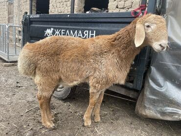 инкубатор норма лупер: Продаю | Баран (самец) | Арашан | Для разведения — 3