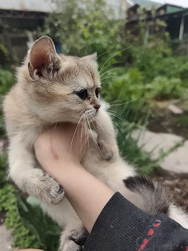 кошки бишкек: Котёнок,девочка короткошёрстный, окраса золотая шиншилла с тёплыми — 3