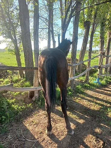 лошад тай: Продаю | Конь (самец) | Конный спорт — 2