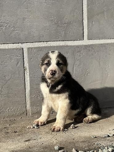 Үй жаныбарлары үчүн товарлар: Щенки алабай месяц почти - Окрас: есть щенки с чёрно-белым и палевым — 6