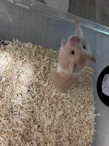 хомяк: Хомяк сирийский (окрас бежево‑белый) Описание: - Активный ручной — 2