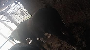 жаны уйлор: Сатам | Бука (эркек) | Бордоп семиртүү үчүн | Байланган — 2