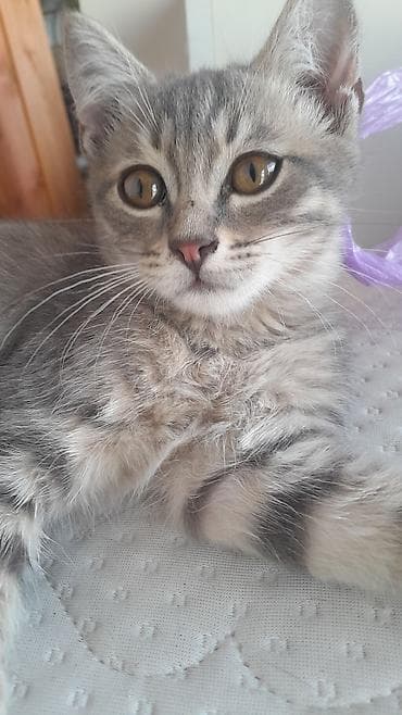 кошки мальчики: Кошка даром: Беспородная, 3 месяца, Мальчик — 2