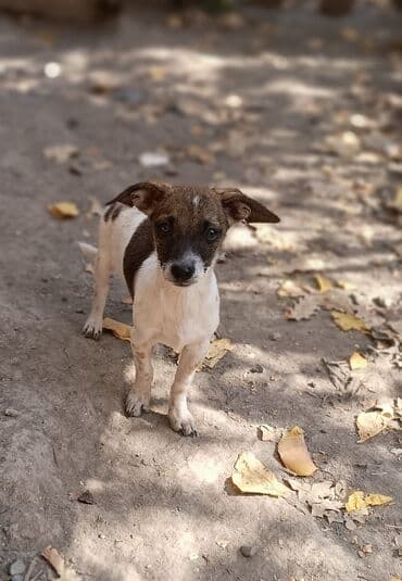 домик для собаки купить: Пристраиваются в очень надежные и добрые руки щенки(только в хорошие — 2