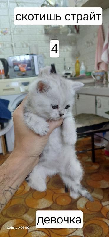 ищу котят: Продаются котята Шотланской породы, в помете 4 котенка 3 девочки и 1 — 5