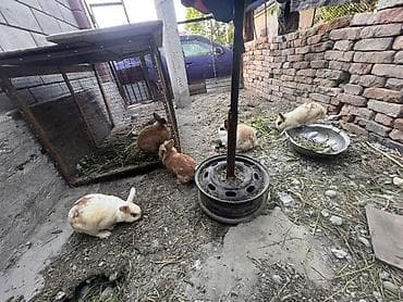 ящик ош: Кролики декоративные, разного окраса и типа шерсти. - Характер — 4