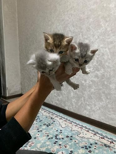 Мышыктар: Британ кыска жүндүү, 2 айлык, Ургаачы, Алтын шиншилла, Лотокко барууга үйрөтүлгөн, Курттардан тазаланган — 1