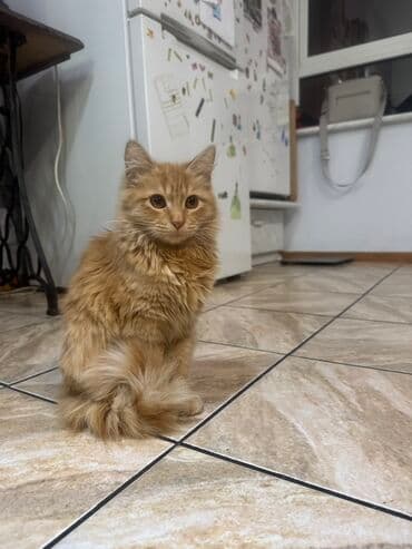 рэгдолл кошка купить: Породасыз, 6 айлык, Эркек, Кызгыл сары, Лотокко барууга үйрөтүлгөн — 1
