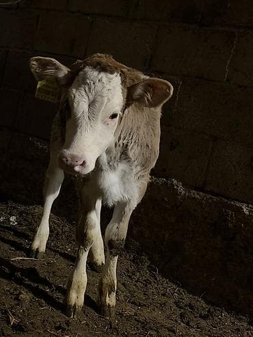 корма для крс: Продаю | Музоо, торпок | Симментальская | На откорм | Искусственник — 3