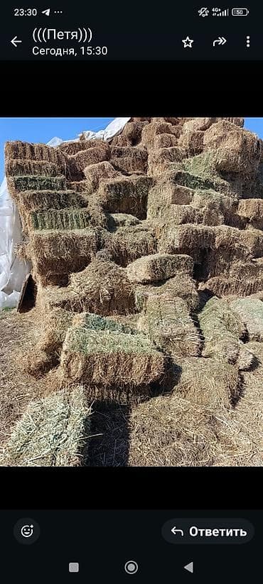 доярный аппарат: Продаю беде, люцерна. Укос первый -350сом за тюк. Укос второй, третий — 3