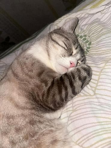 сиамская ориентальная кошка: Кот с голубыми глазами, короткошёрстный, с бежево‑серебристым окрасом — 3