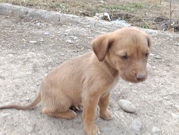 сколько стоит муравейник мотоцикл: Toyota AA: 2025 г. — 4