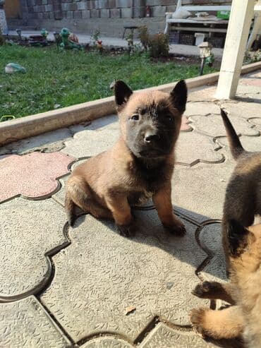 купить щенка чихуахуа: 25.10.25 документамиЩенки породы, бельгийскую овчарку (малинуа) - — 7