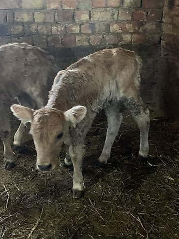 кой соебуз: Продаю | Тёлка, Музоо, торпок | Для молока | Искусственник — 2