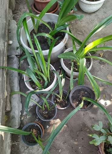 Обменяю, в количестве 7 горшков, комнатные цветы (лилии) на 20 литров at lalafo.kg Обменяю, в количестве 7 горшков, комнатные цветы (лилии) на 20 литров