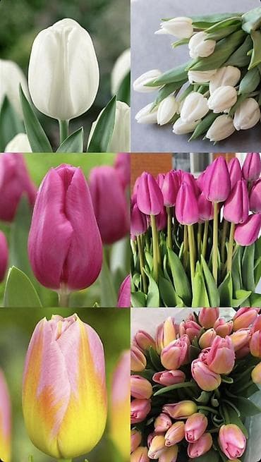 Цветы и букеты: Голландские тюльпаны по 100 сом 

60-90 см — 4