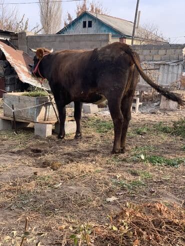 за сколько дней до отела корова наливает вымя: Продаю | Корова (самка) | Полукровка | Для молока | Нетель — 6