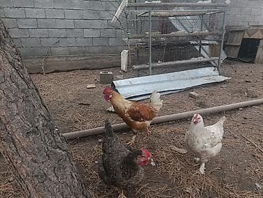 Аквариумдар: Сатам | Тооктор, Короздор, Балапандар | Союуга, Көбөйтүү үчүн, Жумуртка туудуруу үчүн — 4