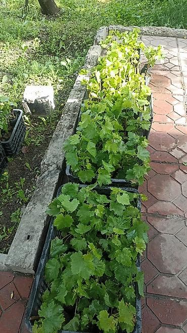 купить корейский виноград: Саженцы винограда (в контейнерах) маникюр фингер-500 аватар-500 F1-400 — 1