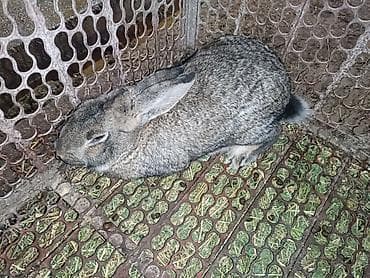 кролик коен: Продаю | Кролик самец | Серый великан | Для разведения — 3