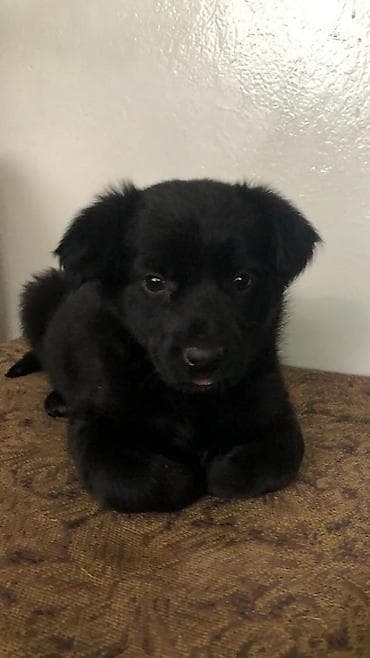 sobaka dog: Щенок черный,метис. девочка,примерно 2,5 месяца. кушает — 1