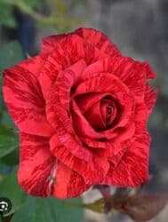 декоративные растения: Саженцы цветка: Розы, Платная доставка — 8