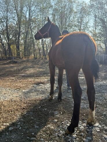 цены породистых собак: Продаю | Жеребенок | Конный спорт — 1