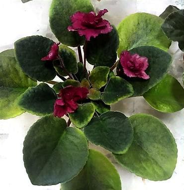 ленинградская: Продаю взрослые фиалки 🌺🌺🌺. Нахожусь в районе Тоголок Молдо- Баялинова — 8