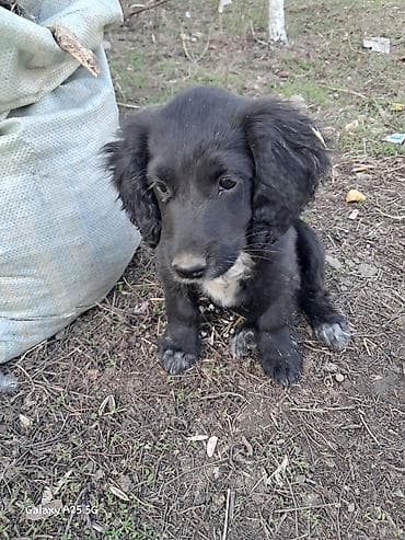 собака спанел: Спаниель, 3 месяца, Самец — 2