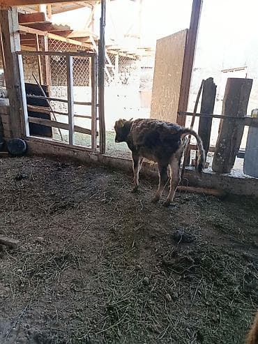 молоко воз: Продаю | Бык (самец), Музоо, торпок | На откорм, Для разведения — 8