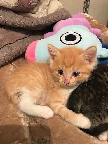 Вязка кошек: Котята, 2 месяца — остались мальчик и девочка. - Возраст: 2 месяца - — 2