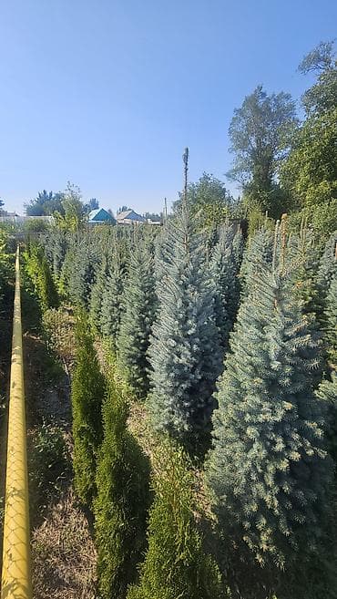 детская мебель 3 в 1: Ель колючая (Picea pungens) голубая, питомничные посадки. - Сорт/тип — 1