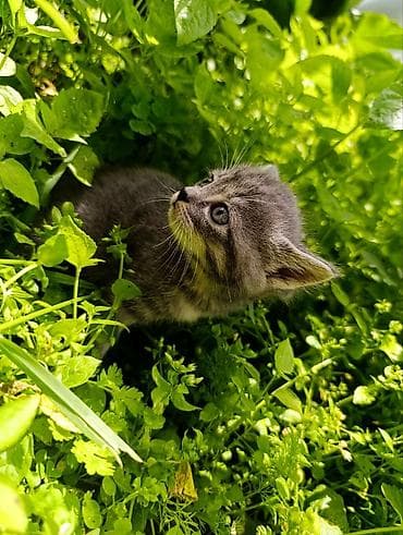 рыжие котята: Отдам котят, умные, милые, к лотку приучены, кушают всё, родились — 5