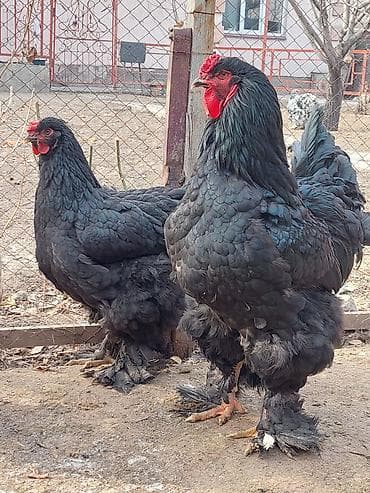 Кошки: Продаю | Куры | Брама | Для разведения — 10