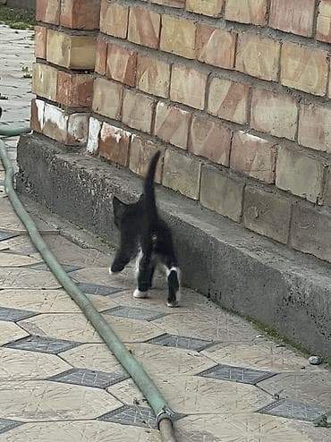 бингальская кошка: Кошка даром: Бенгальская, Девочка — 3