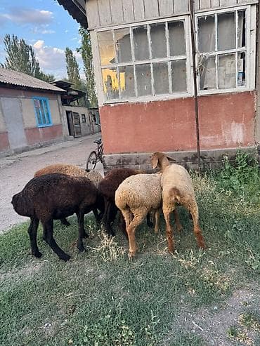 маленькая кошка: Продаю | Баран (самец) | Для разведения — 7