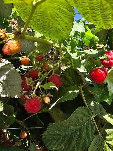 моно моно: Малина В розницу — 2