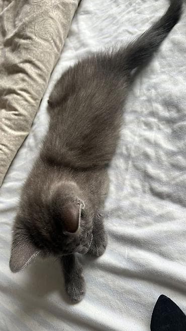 Үй жаныбарлары: Орус көгүлтүр, 2 айлык, Ургаачы, Боз, Аргын — 4