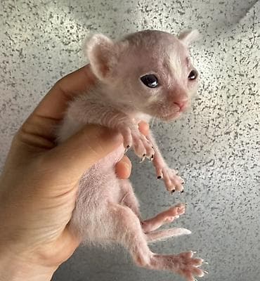 Котята смешанные. Мама сфинкс, папа уличный гуляка. После рождения — 4