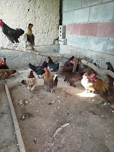 куры в карабалте: Продаю | Куры — 3