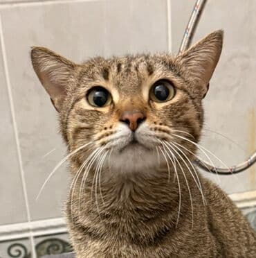 потерялась кошка: Милый кот короткошёрстный, тигровый окрас (серо-коричневый табби с — 1