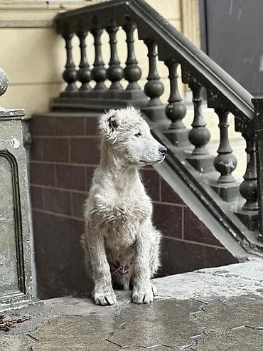 Ит бекер берем: Алабай, 4 айлык, Эркек — 1