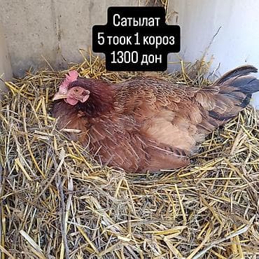 Продаю | Куры | Домашняя | Несушки — 1