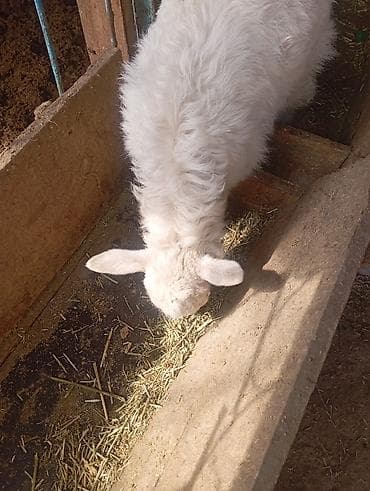 пл: Продаю | Козлёнок | Для молока | Племенные — 5