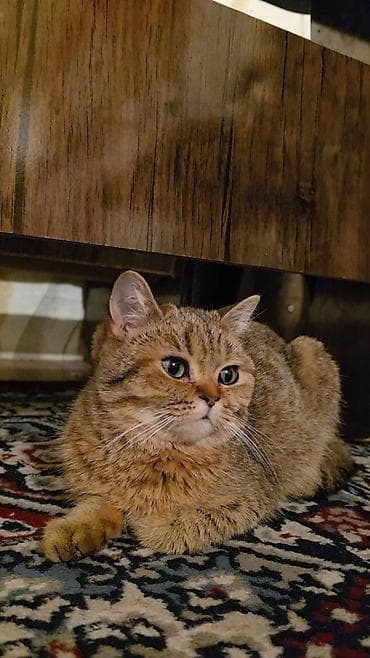 британская кошка цена бишкек: Скотиш Страйт (Шотландская прямоухая), 10 месяцев, Мальчик — 4