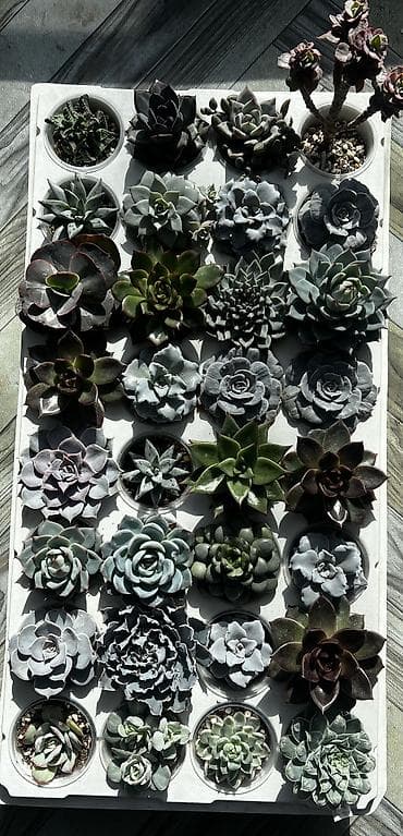 Текстиль: Продаю суккуленты: эхеверии, седумы, крассулы, эониумы алоэ — 2