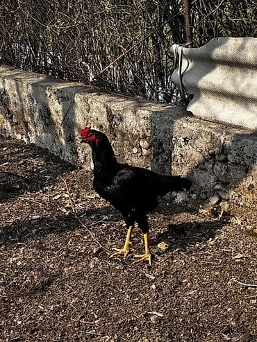 Лошади, кони: Продаю | Петух | Бойцовая | Для разведения — 1