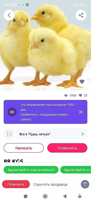 козу цена: Продаю | Цыплята | Бройлерная | На забой — 2