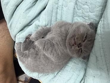 котята скоттиш страйт: Шотландские котята,(страйт и скотиш фолд) окрас голубой (blue) — 10